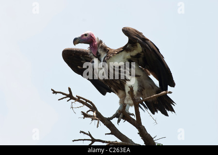 Stock photo of a lappet-faced vulture sitting on top of a snag Stock Photo