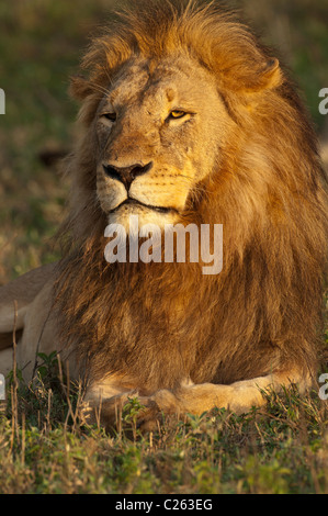 Stock photo of a large male lion in the golden light of sunrise.
