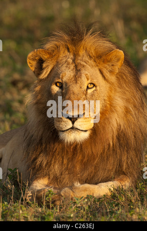 Stock photo of a large male lion in the golden light of sunrise.