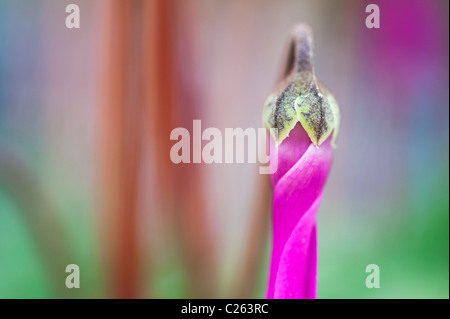Cyclamen persicum var. persicum f. puniceum 'Tilebarn Karpathos' flower Stock Photo