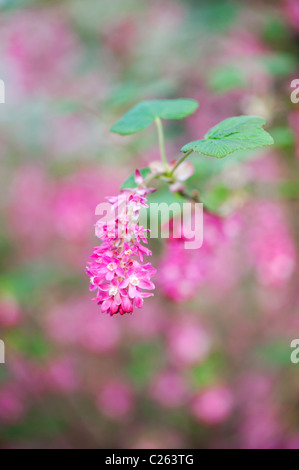 Ribes Sanguineum Atrorubens. Winter Currant, Red Flowering Currant Stock Photo