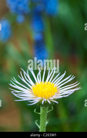 Townsendia Parryi flower. Parrys Townsend daisy Stock Photo