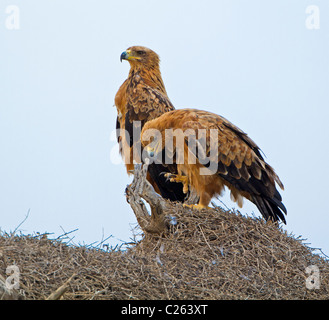 twany eagle pair Stock Photo