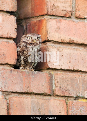 Wild Little Owl (Athene noctua) perched outside old red brick barn, Leicestershire Stock Photo