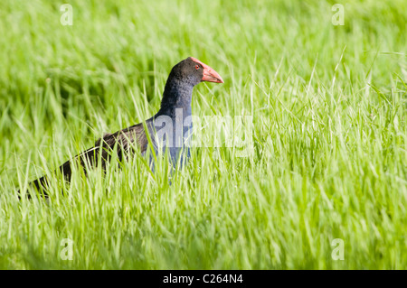 A Pukeko (Porphyrio porphyrio melanotus) in long grass Stock Photo