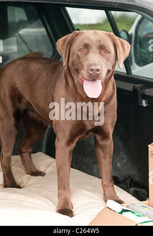 Chocolate Labrador dog sat in the back of a 4x4 car resting and waiting for his owner Stock Photo