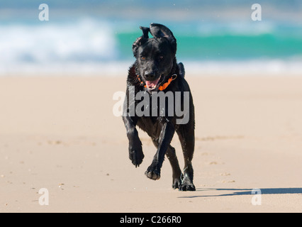 Fit labrador running along the beach. Stock Photo