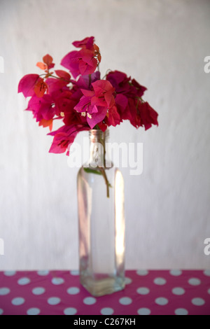 Still Life of Bougainvillea in glass bottle vase Stock Photo