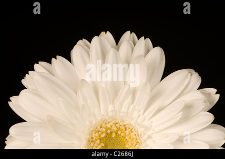 A white gerbera in partial view on a black background Stock Photo
