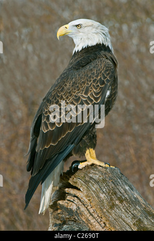 Bald Eagle Haliaeetus leucocephalus perched on tree snag Winter North America Stock Photo