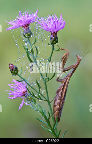 Chinese Praying Mantis Tenodera sinensis perched on dewy Spotted Knapweed Centaurea maculosa Eastern USA Stock Photo