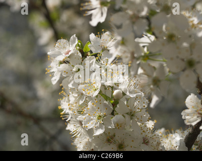 Prunus flowers against blue sky Stock Photo