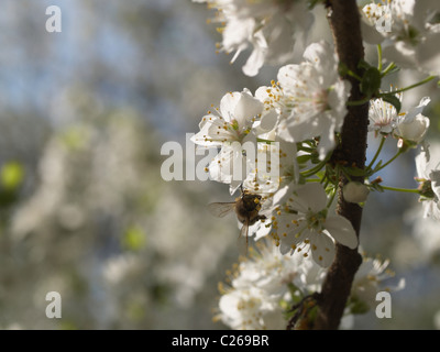 Prunus flowers with a bee Stock Photo