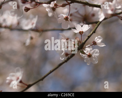 Prunus flowers Stock Photo