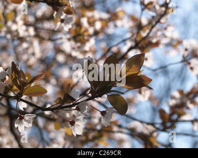 Prunus flowers against blue sky Stock Photo