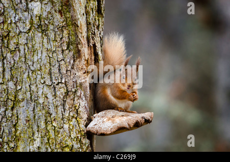 Red squirrel perched on a bracket fungus.