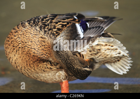 A male Mallard Duck preening (Latin: Anas platyrhynchos). Stock Photo