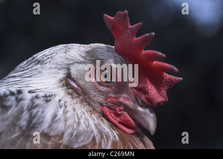 Silver Grey Dorking pure breed chicken Stock Photo