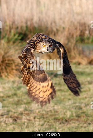 Eurasian Eagle Owl in flight Stock Photo
