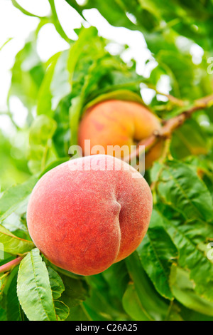 Ripe peaches ready to pick on tree branches Stock Photo