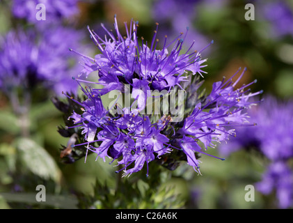 Azure Bluebeard, Caryopteris x clandonensis 