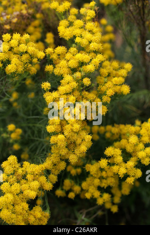 Goldilocks Aster, Aster linosyris 'Gold Dust', Asteraceae. British, European Wild Flower. Rare Britain. Syn. Linosyris vulgaris Stock Photo