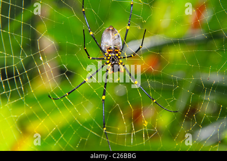 Golden Orb Spider in its web, Australia Stock Photo