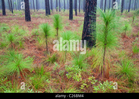 longleaf pine (Pinus palustris) savanna, Croatan National Forest, North Carolina Stock Photo