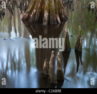 cypress knees in Wadboo Swamp , Francis Marion National Forest, South Carolina Stock Photo