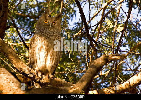 Dusky Eagle-owl (Bubo coromandus) sitting on a tree in Ranthambore national park in India Stock Photo