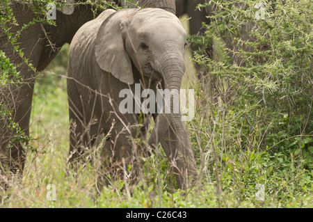 Stock photo of a baby elephant standing in the brush of the Ndutu woodlands. Stock Photo