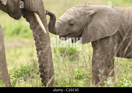 Stock photo of a baby elephant touching his mother's trunk. Stock Photo