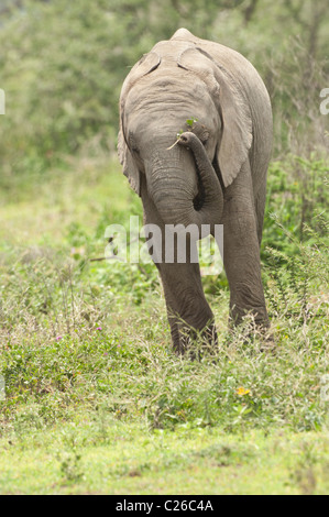 Stock photo of a baby elephant holding a small twig by his face. Stock Photo