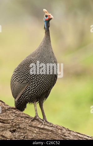 Stock photo of a helmeted guinea fowl standing on a log. Stock Photo