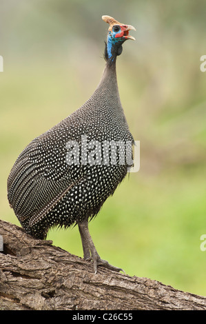 Stock photo of a helmeted guinea fowl standing on a log. Stock Photo