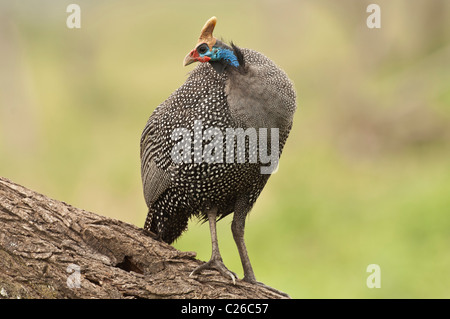 Stock photo of a helmeted guinea fowl standing on a log. Stock Photo