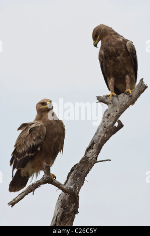 Stock photo of two steppe eagles sitting on a dead tree. Stock Photo