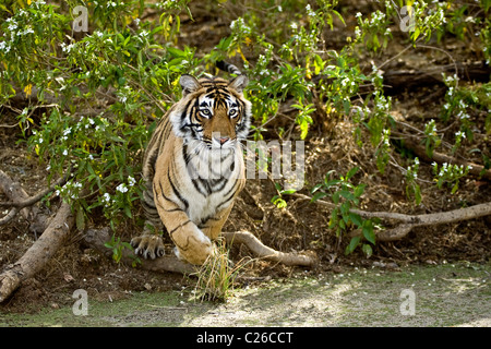 Tiger leaping across a waterhole in Ranthambhore Stock Photo