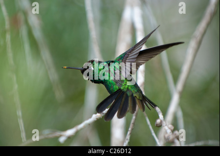 Cuban Emerald Hummingbird (Chlorostilbon ricordii), Cienaga de Zapata, Cuba Stock Photo