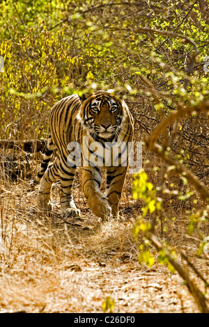 Alert tiger stalking head on in the dry deciduous forest of Ranthambore tiger reserve Stock Photo
