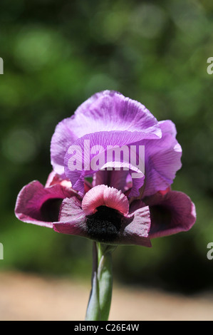 Gilboa Iris (Iris haynei) Photographed at Mount Gilboa Israel in March Stock Photo