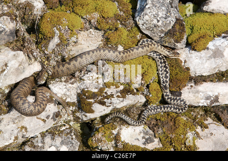 Adders mating on a drystone wall at Charterhouse (mendip Hills Stock ...