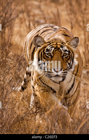 Alert tiger stalking head on in the dry grasses of the dry deciduous forest of Ranthambore tiger reserve Stock Photo