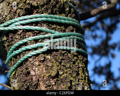 Trunk oak tied with ropes Stock Photo