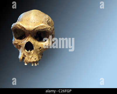Skull of Neanderthal on degraded blue Stock Photo