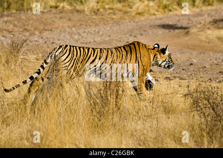 Charging tiger in Ranthambhore Stock Photo