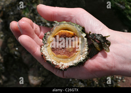 Man Showing The Underside Of A Common Limpet Patella vulgata That Has Been Removed From Its Seashore Rock