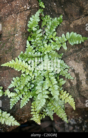 Sea Spleenwort Asplenium marinum Growing In A Sea Cave On Hilbre Island, Wirral, UK Stock Photo
