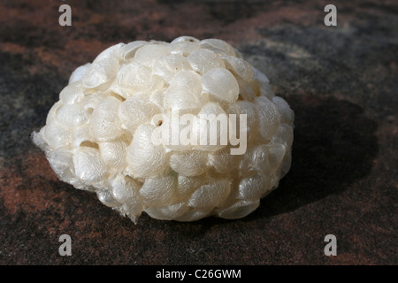 Sea Wash Ball, Egg Case Of Common Whelk Buccinum undatum Stock Photo