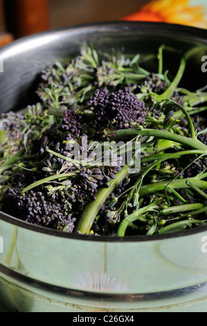 Stock photo of purple sprouting broccoli in a steaming pot. Stock Photo